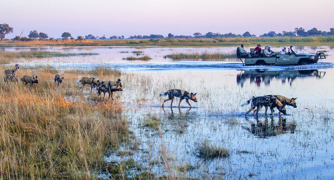 okavango-delta-tours-from-usa-with-lion-dog-african-safaris