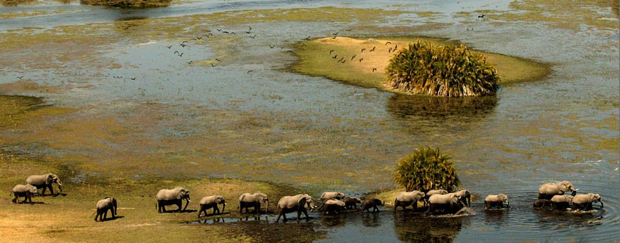 okavango-elephants